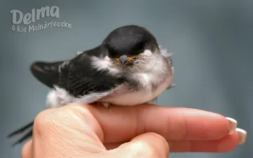 Repülj, Delma repülj! Elengedtük a kis Molnárfecskét.
